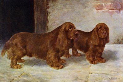 Die Sussex Spaniels, Champion Rosehill Rock und Champion Rosehill Rag von Lilian Cheviot